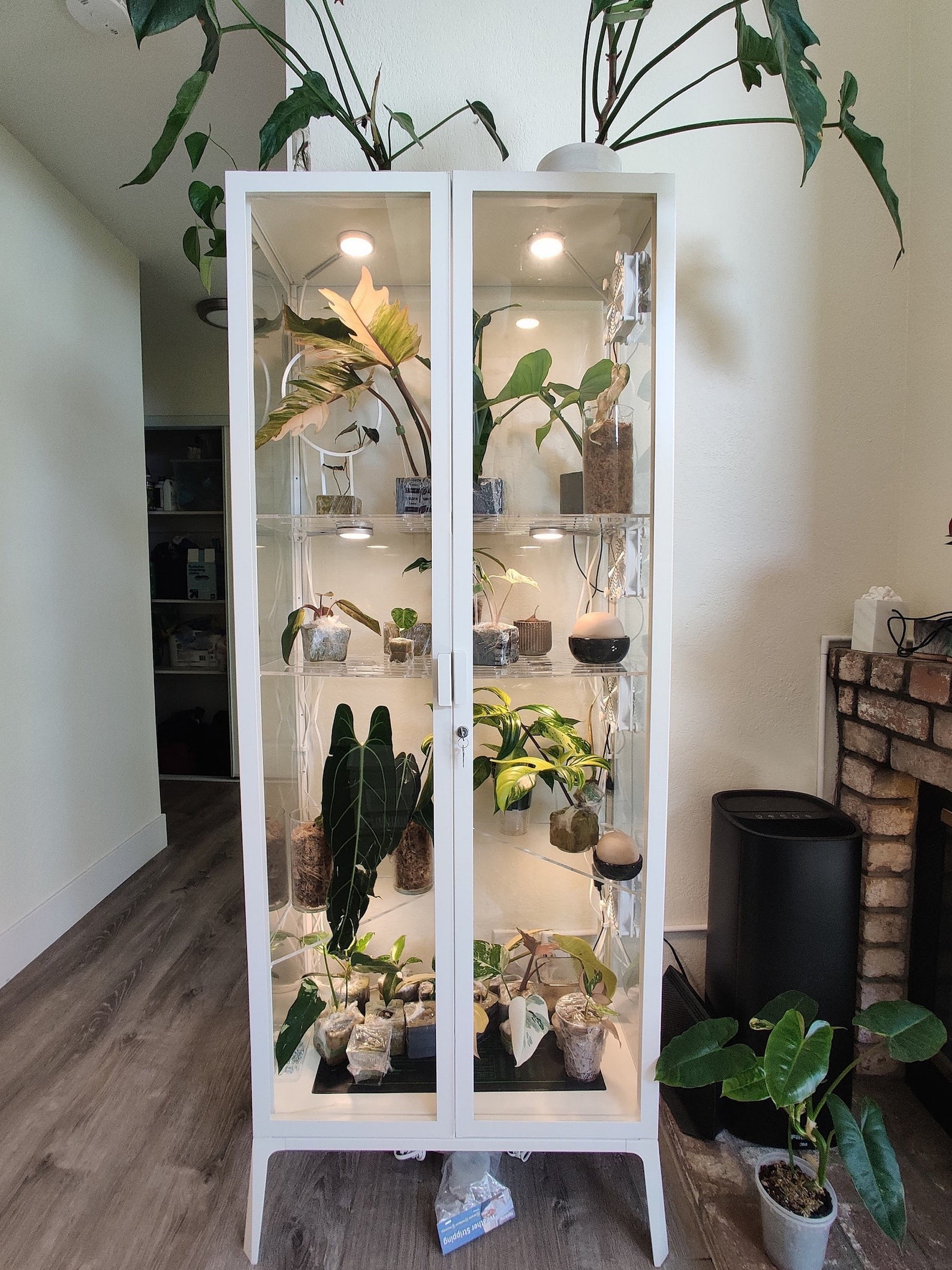 encased greenhouse shelf with glass panels with potted plants inside
