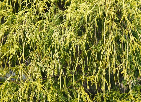 Gold Thread Cypress (Chamaecyparis pisifera ‘Gold Thread’)