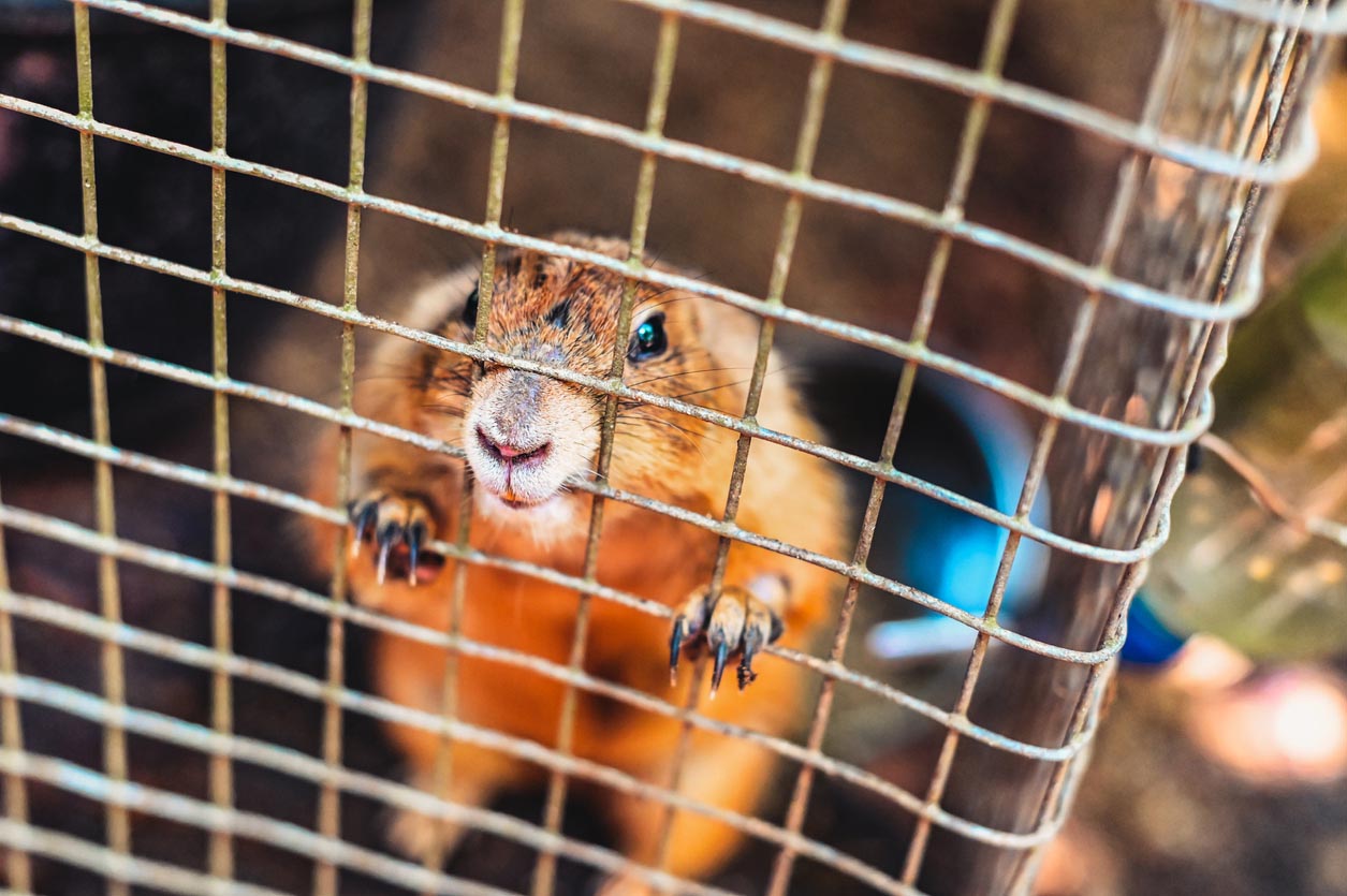How Much Does Groundhog Removal Cost? (2023) - Bob Vila