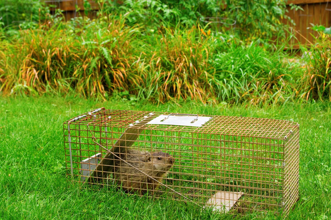 How Much Does Groundhog Removal Cost? (2023) - Bob Vila