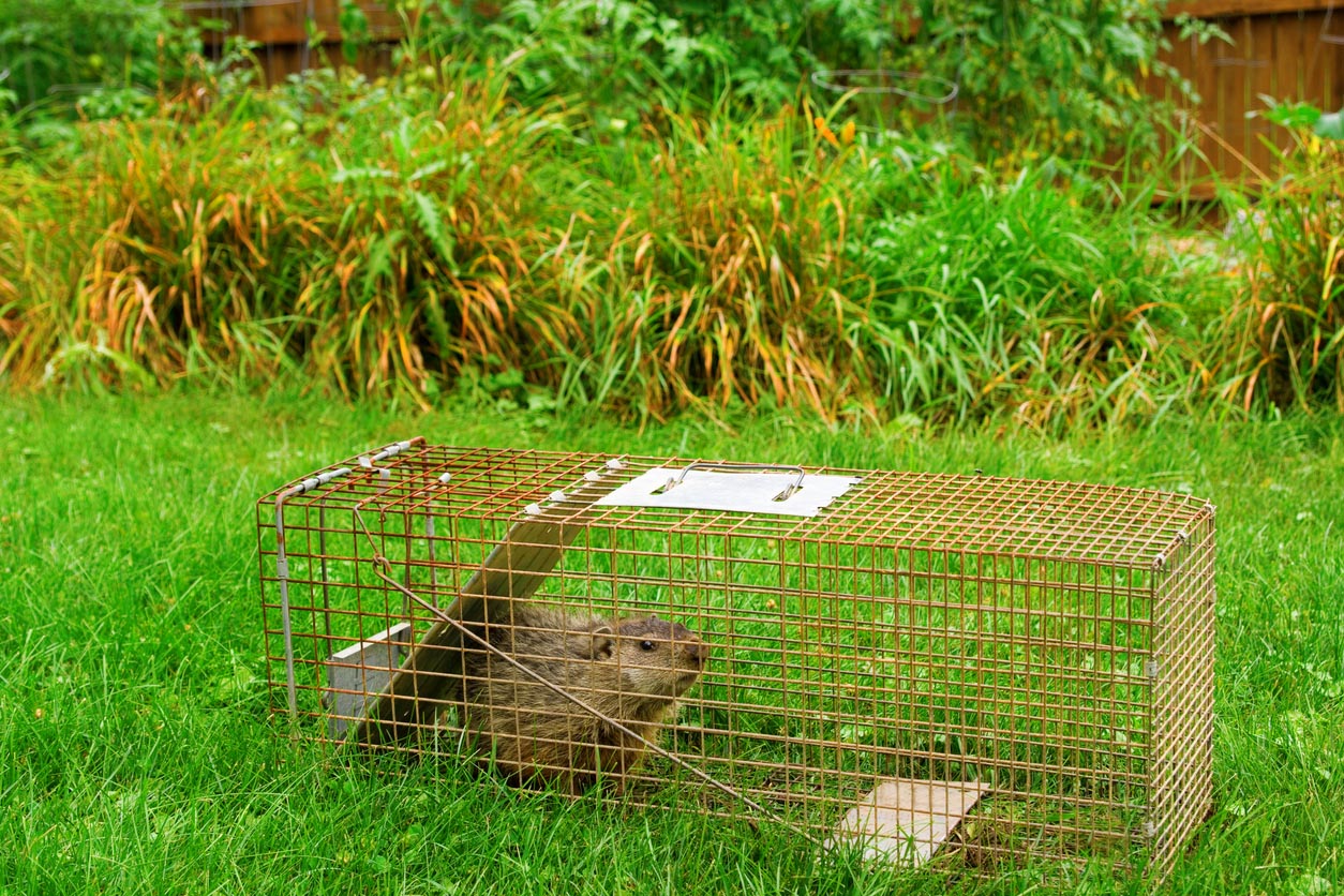 Groundhog Removal Cost