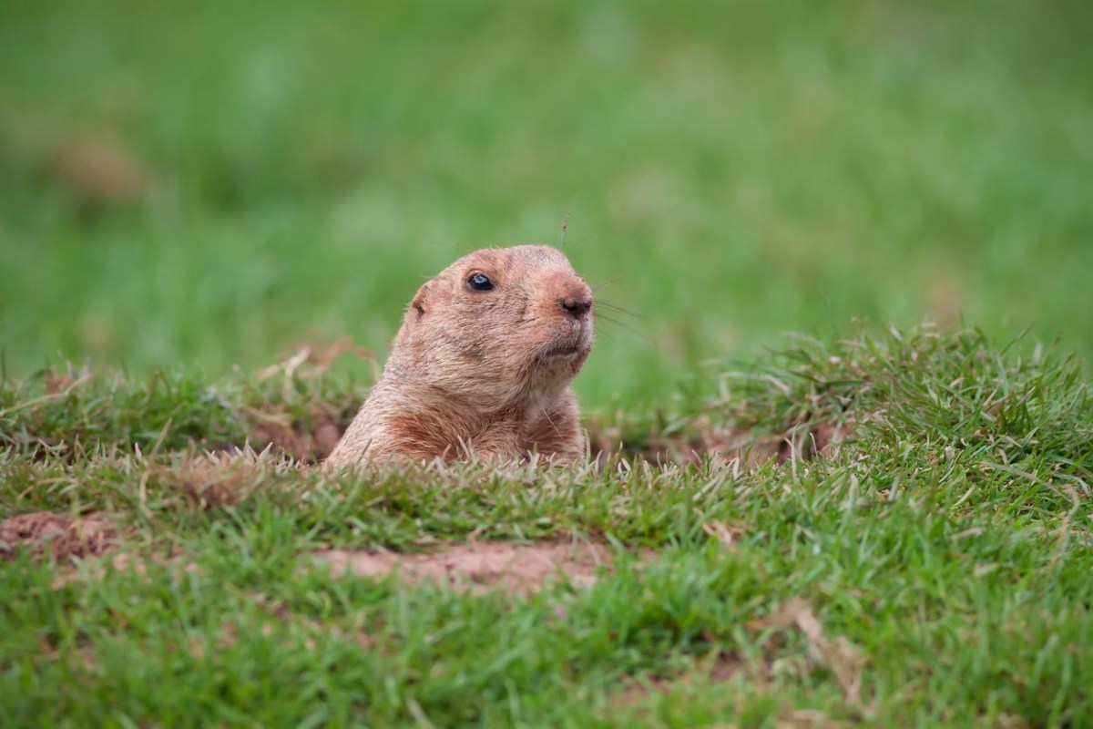 Groundhog Removal Cost