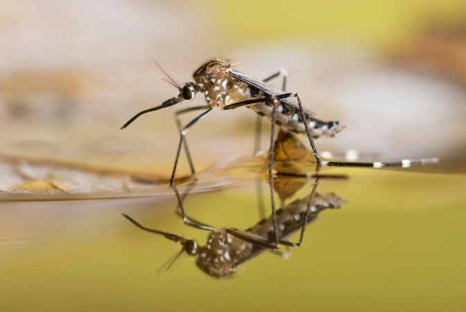 How to Get Rid of Mosquitoes