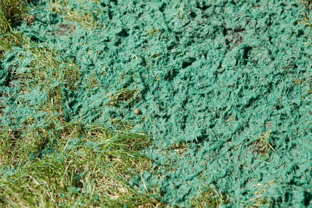 A close up of the result of hydroseeding.