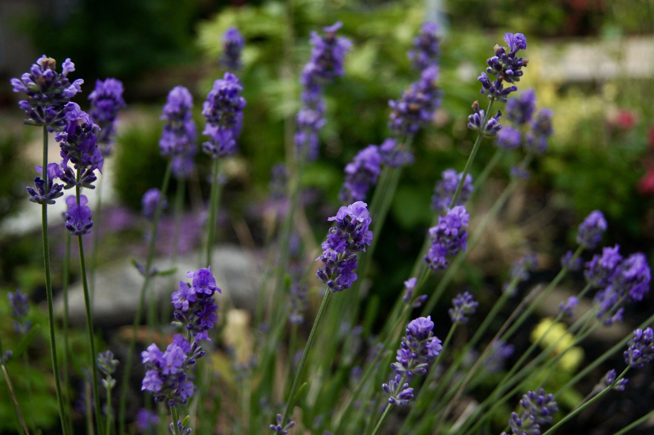 Close up of lavender