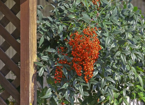 Red Nandina domestica plant