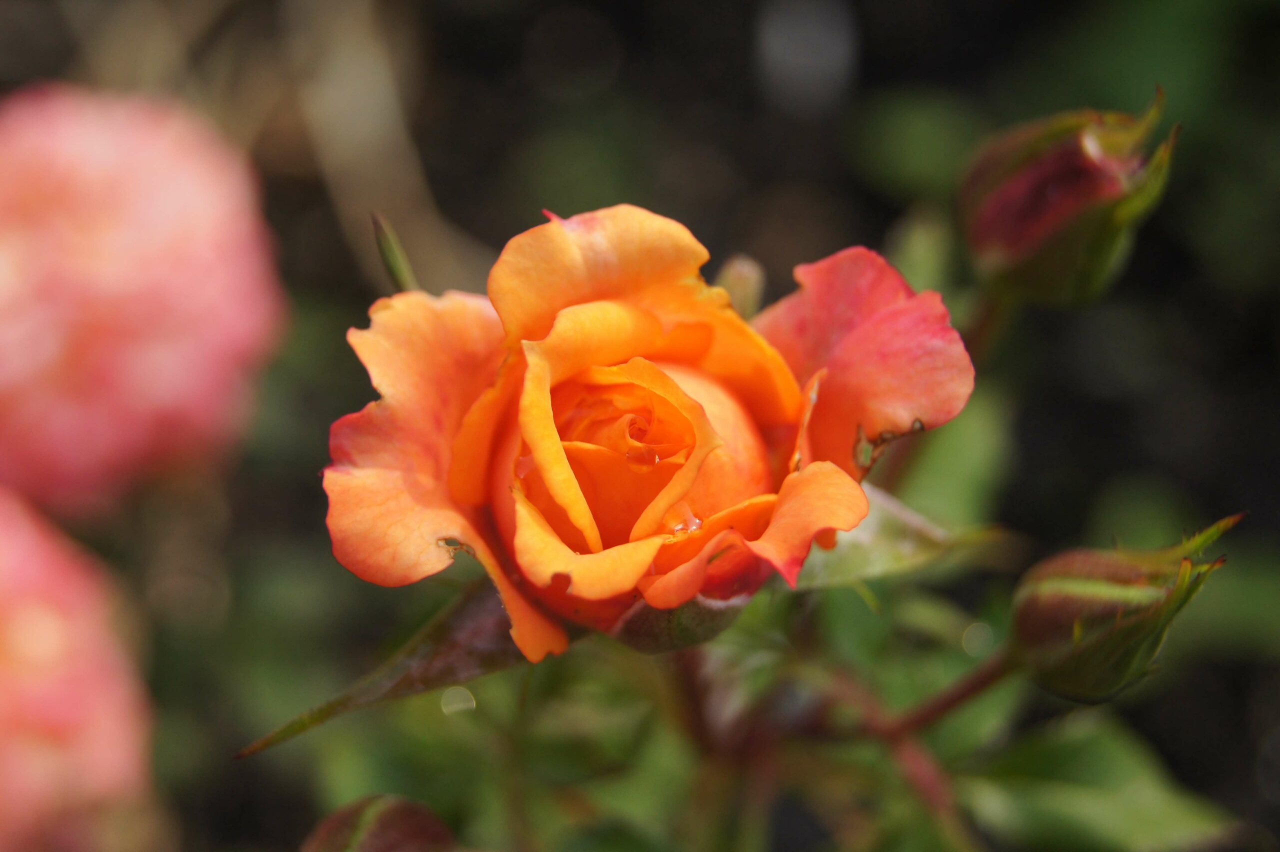 Close up of orange rose