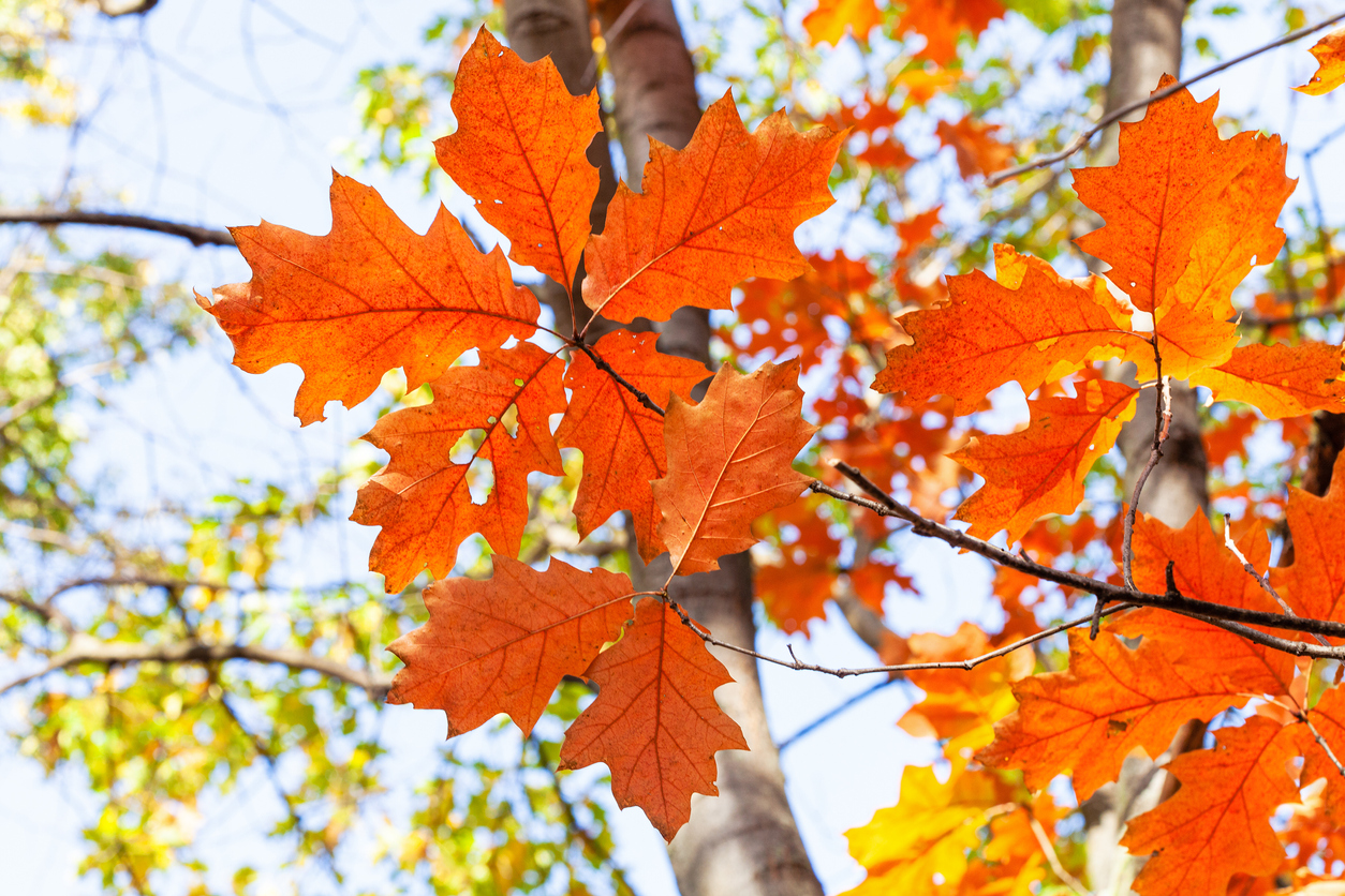 Closeup of red oak tree leaves