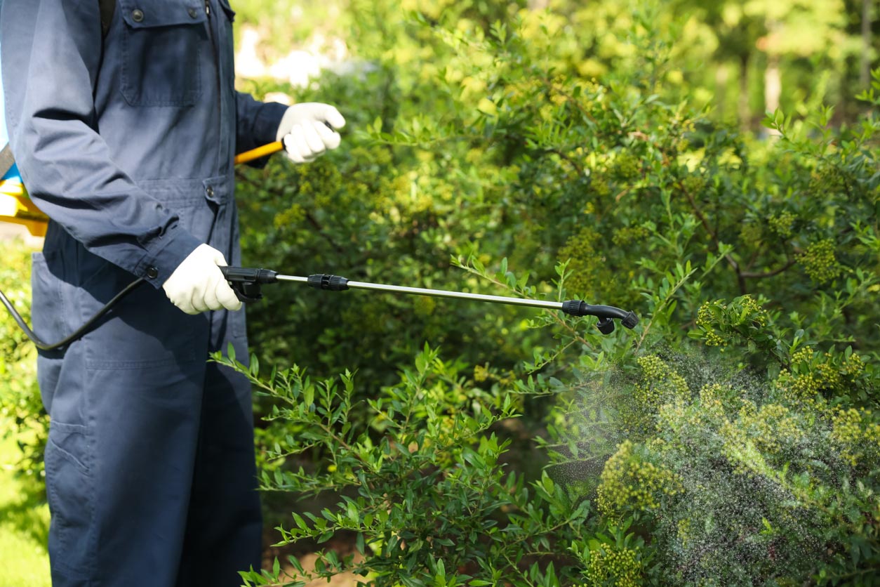 A pest control specialist sprays a solution on a shrub.