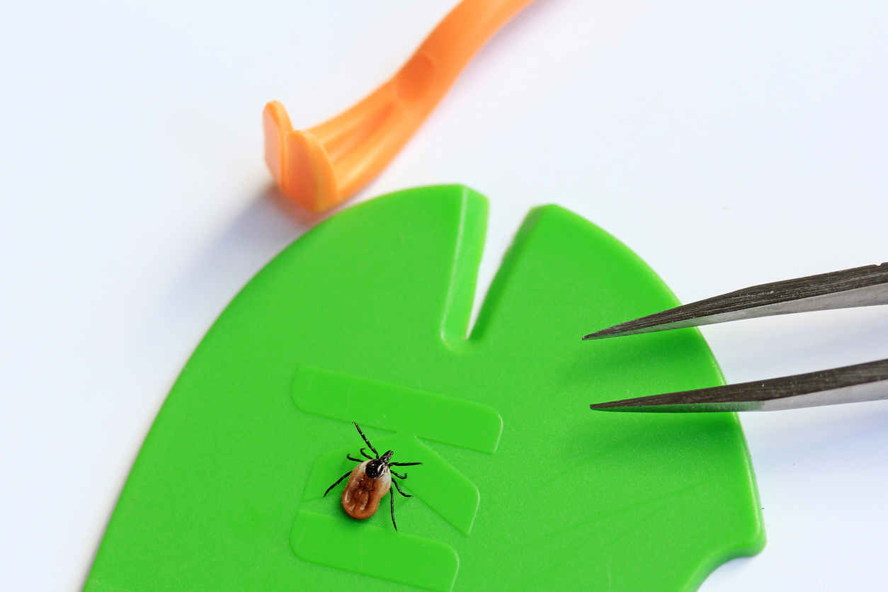 A tick on a tick comb next to tweezers and a tick removal tool