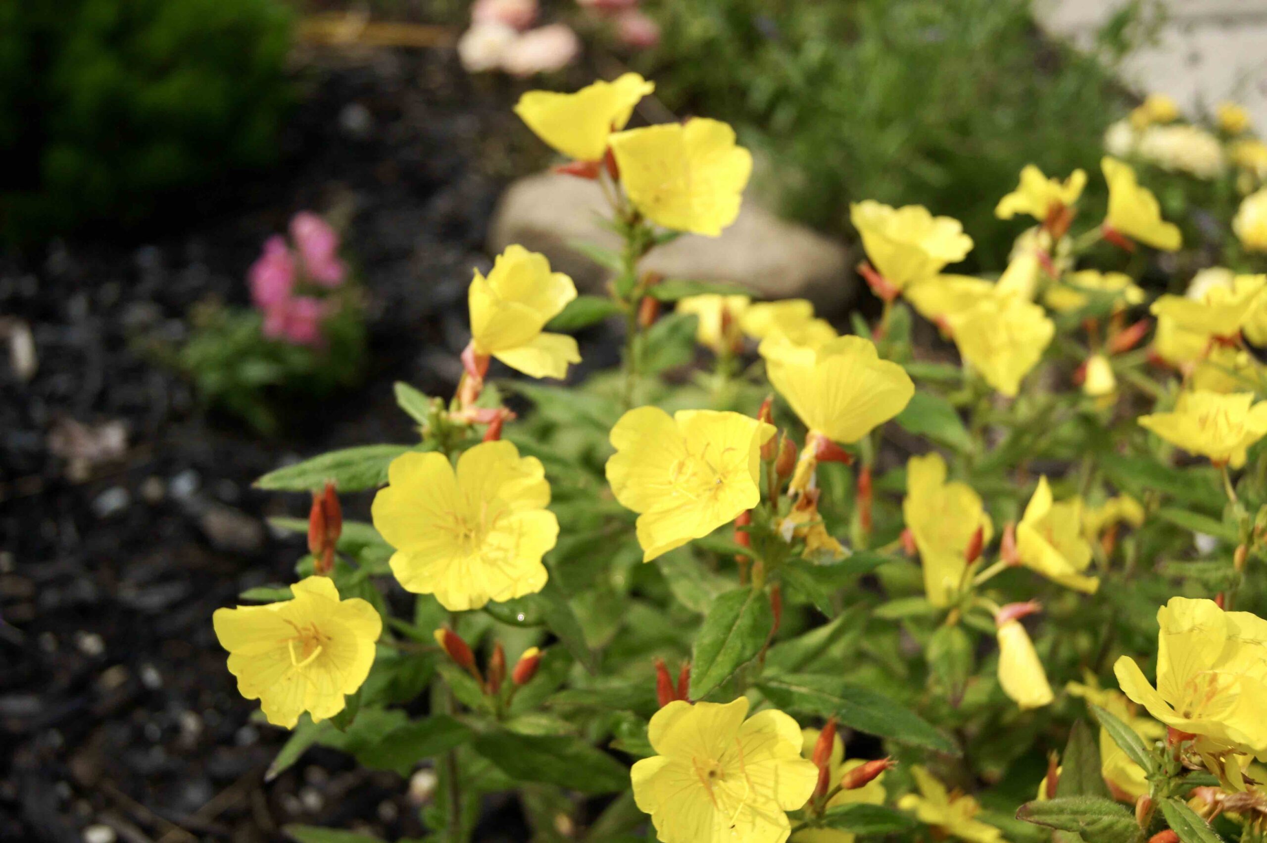 Close up of yellow perennials