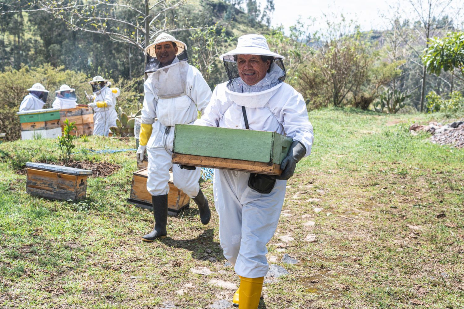 How Much Does Bee Removal Cost