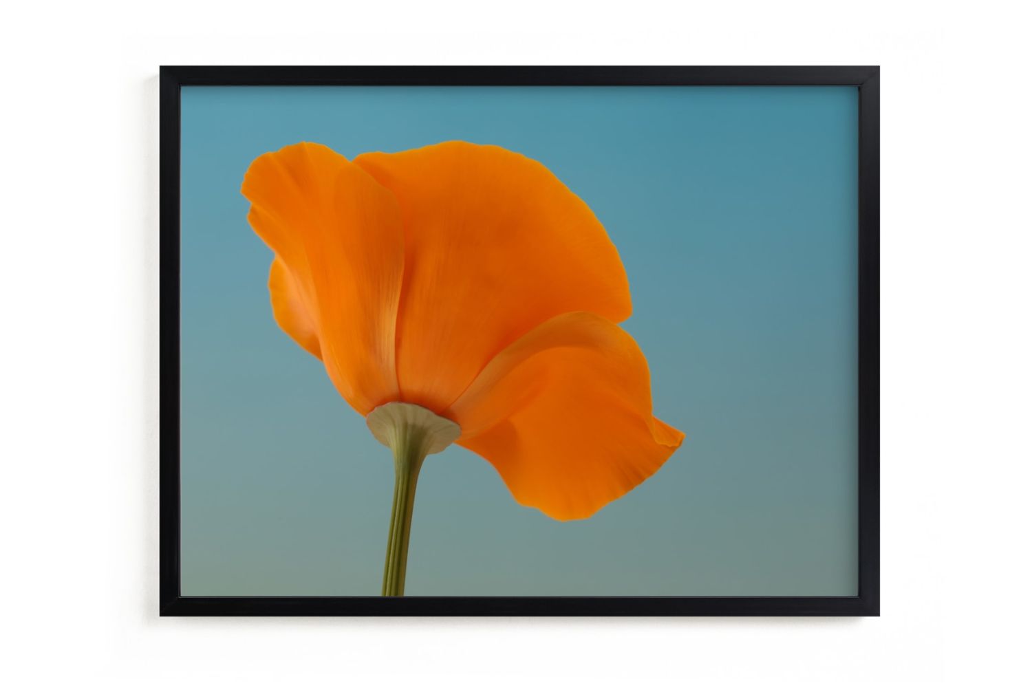 The Best Places to Buy Art Online Options: California Poppy
