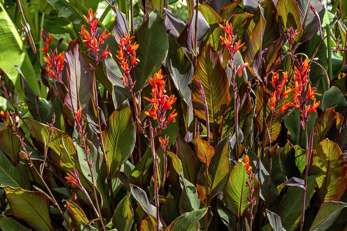 Bright red canna lillies (Canna spp.) growing in a garden bed.