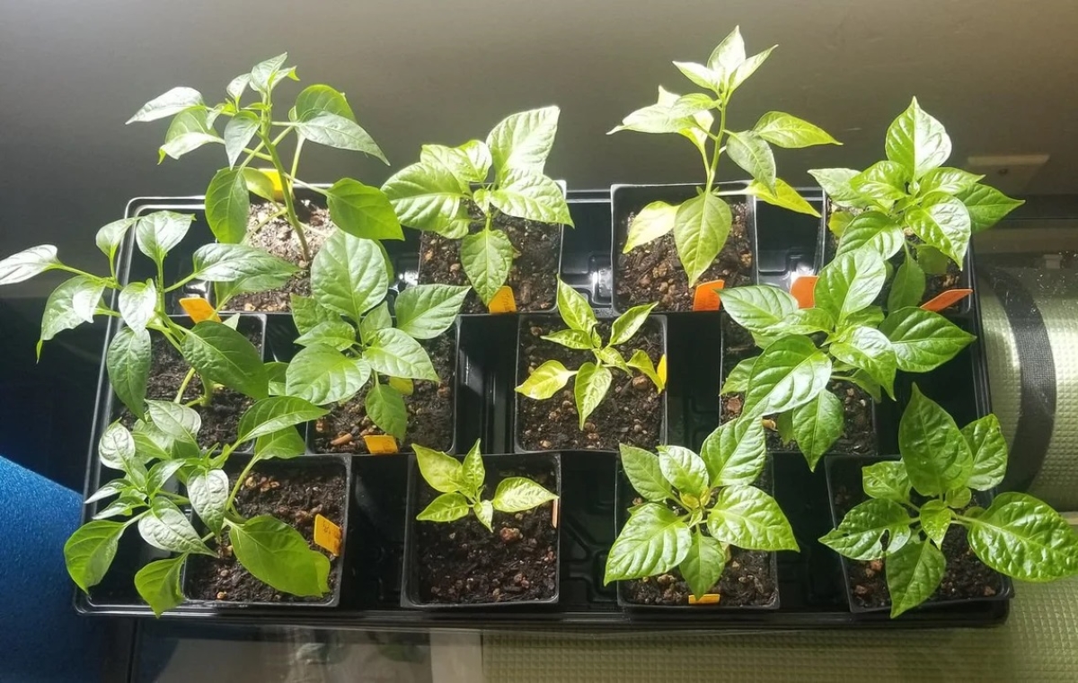 how to grow jalapenos - several potted jalapeno seedlings in tray
