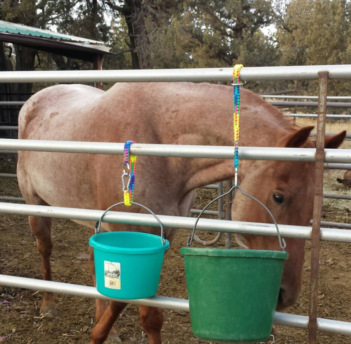Buckets hanging with paracord with horse in background