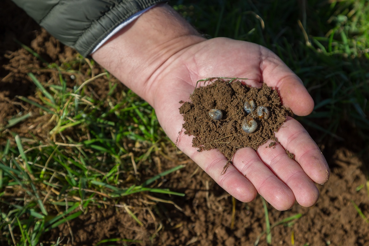 A person holds a handful of dirt from a lawn with grubs in it.