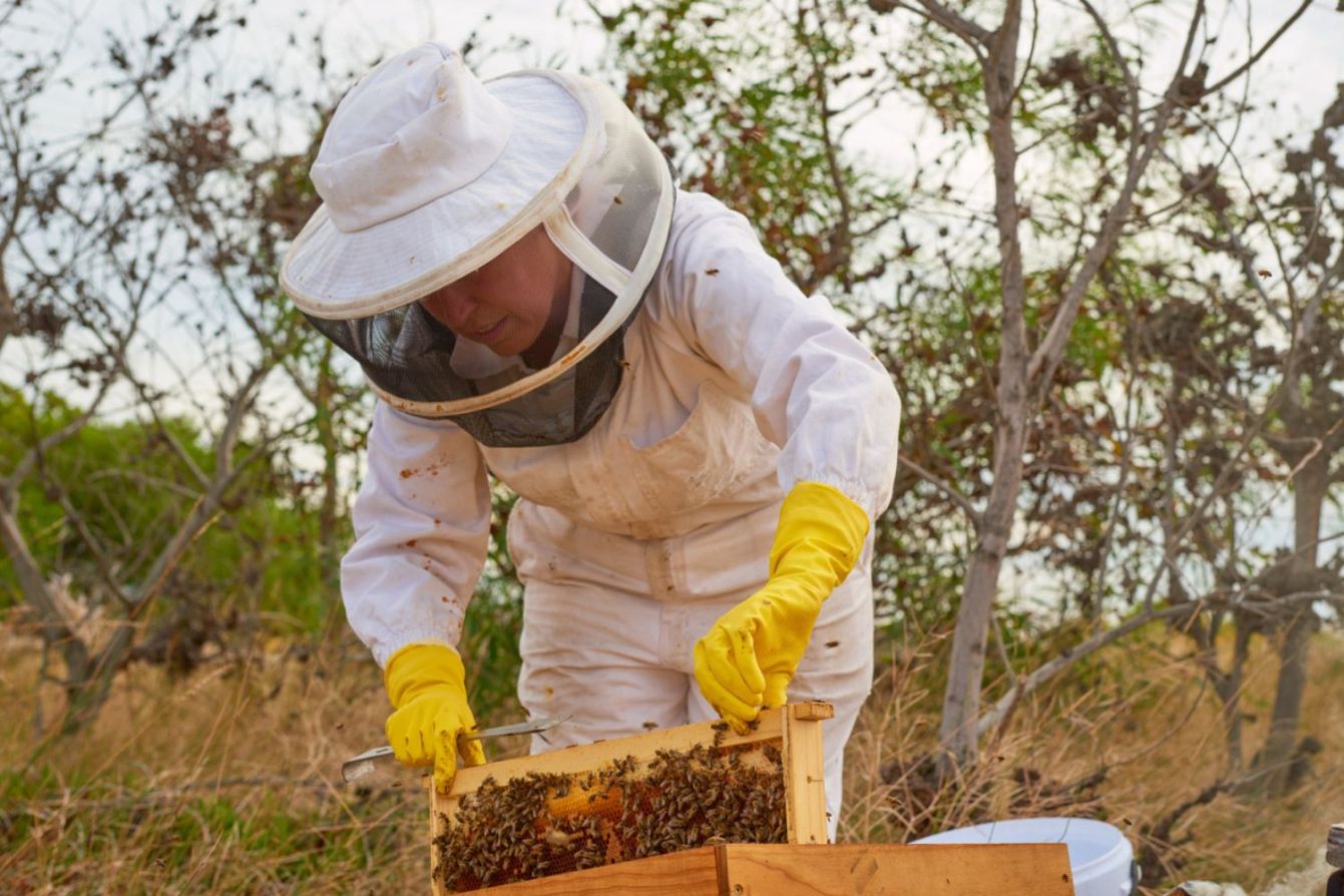 How Much Does Bee Removal Cost? (2023) Bob Vila