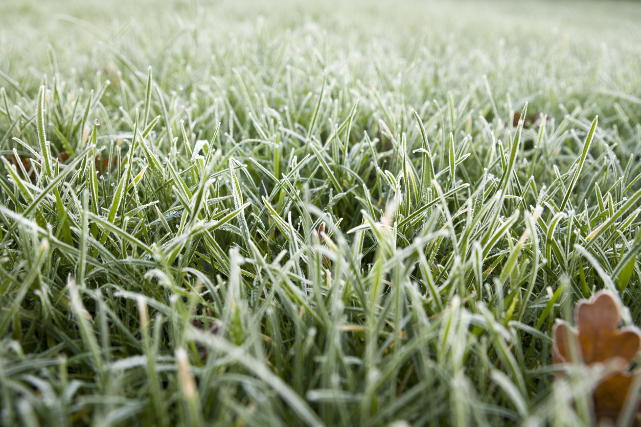 best time to mow lawn close up frost on grass
