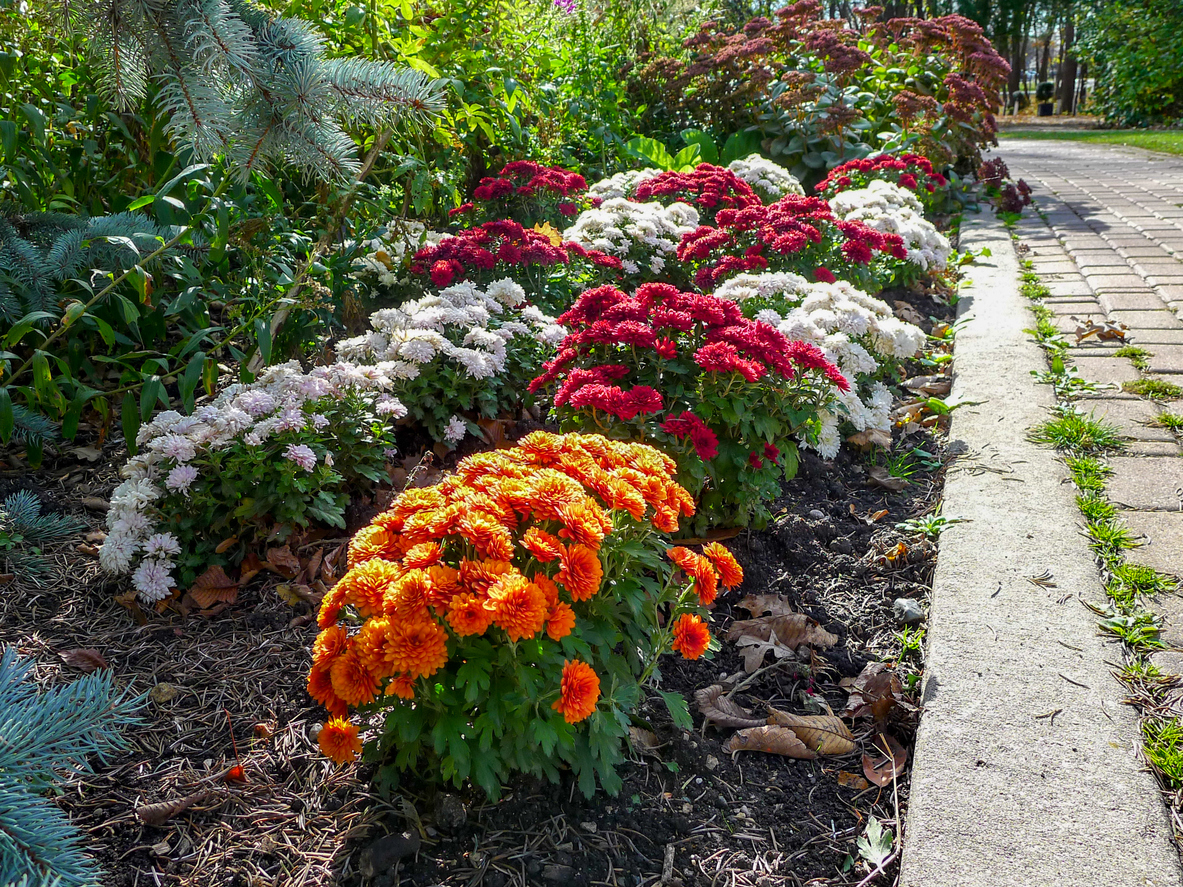 iStock-1126818694 pest proof garden Chrysanthemums in a garden