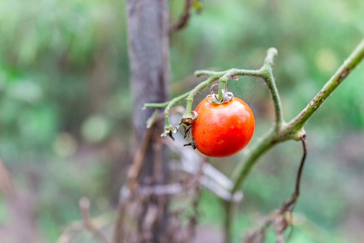 gardening mistakes that are killing your plants - single red tomato on wilted vine