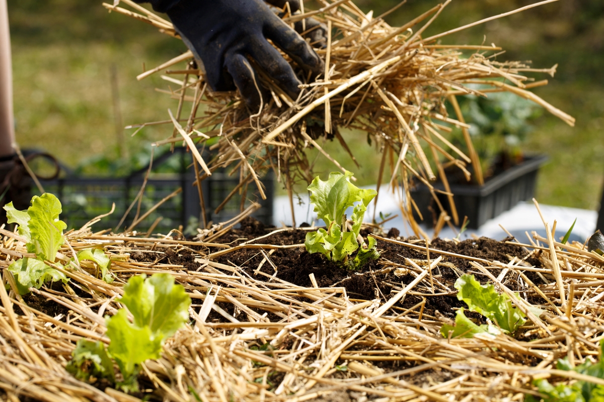 gardening mistakes that are killing your plants - putting straw mulch around plants