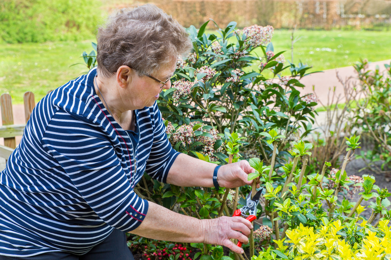 Elderly caucasian woman prunes branch of hydrangea. The senior dutch woman is pruning this perennial plant in her front garden in spring season. In Holland many people like to work in their garden as a hobby in their leisure time.