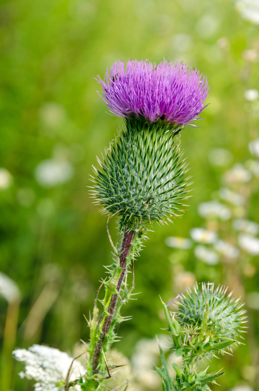 lawn weeds canada thistle