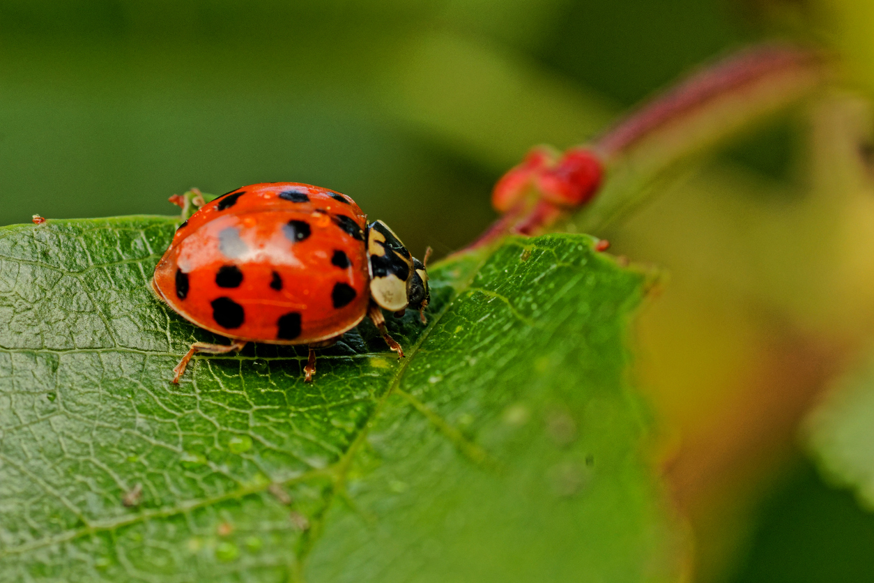 red and black ladybug close up on a green leaf