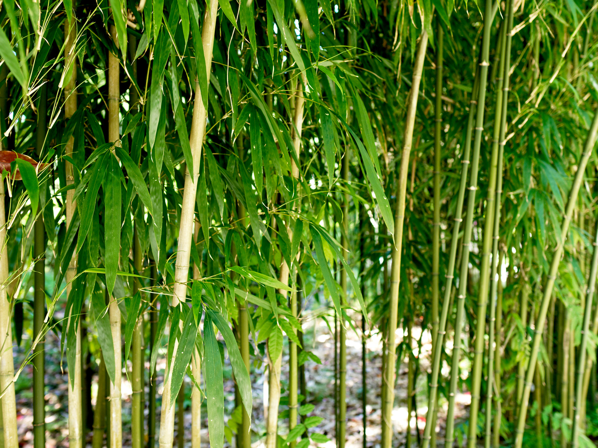Bamboo (Bambusa spp.)