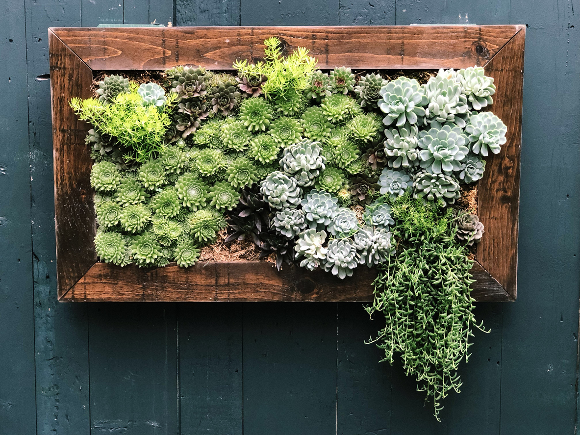 succulent plants mounted on wall within wood frame box like a painting