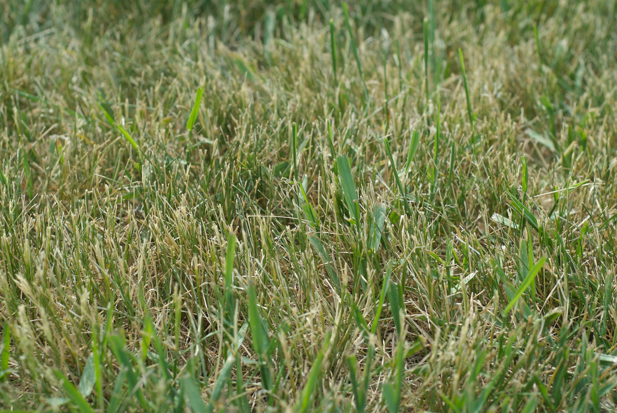 lawn weeds crab grass