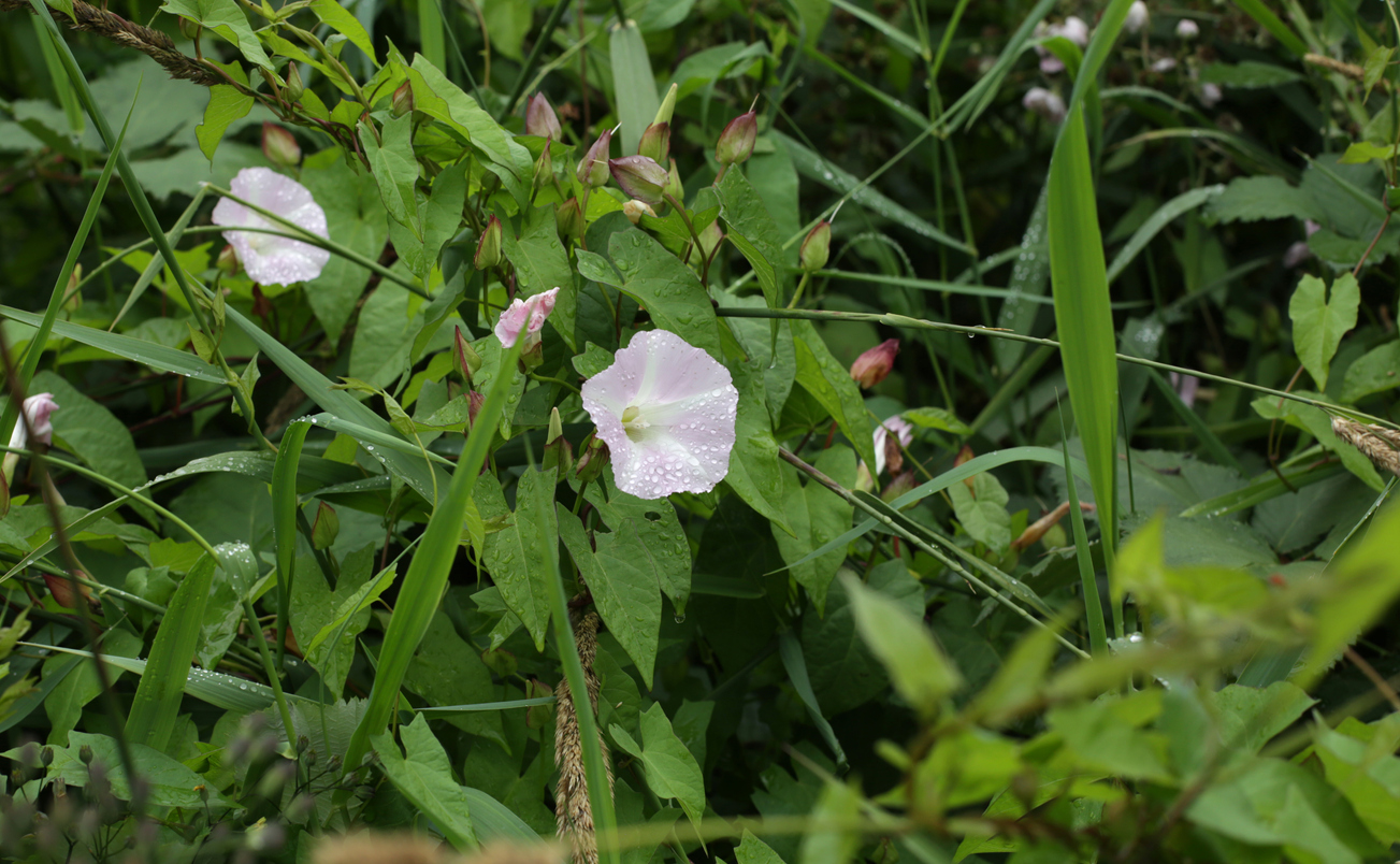 lawn weeds field bindweed