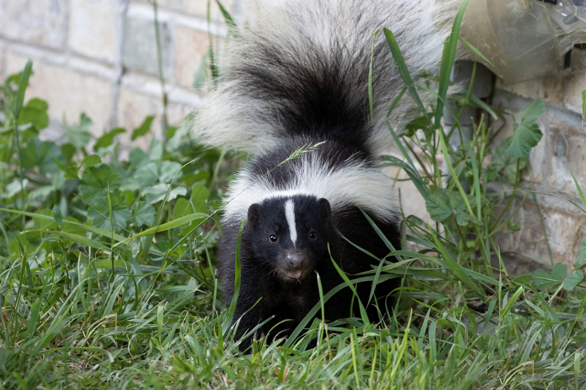 uses for hydrogen peroxide - skunk on grass