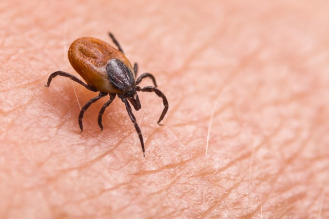How to Remove a Tick Safely