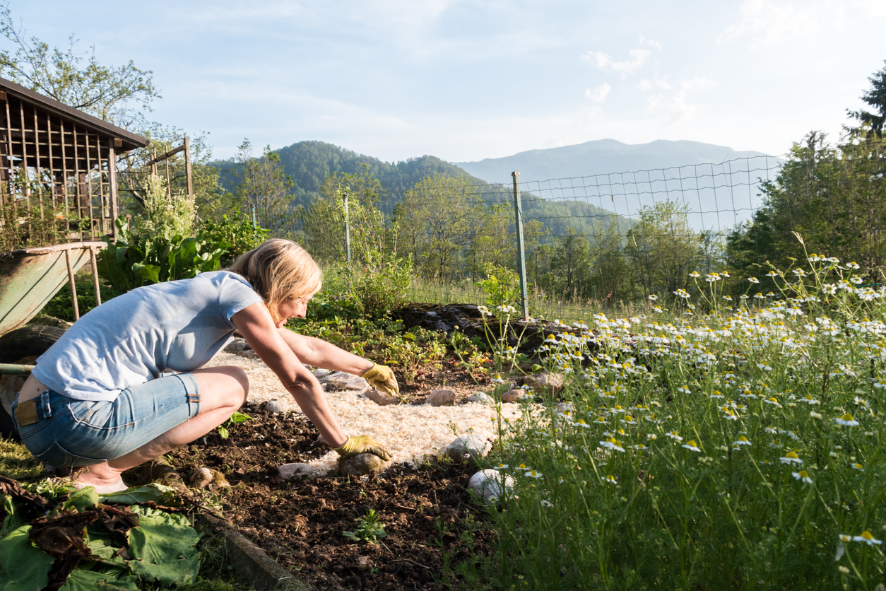 iStock-1170341903 high altitude gardening woman laying down sawdust to protect plants