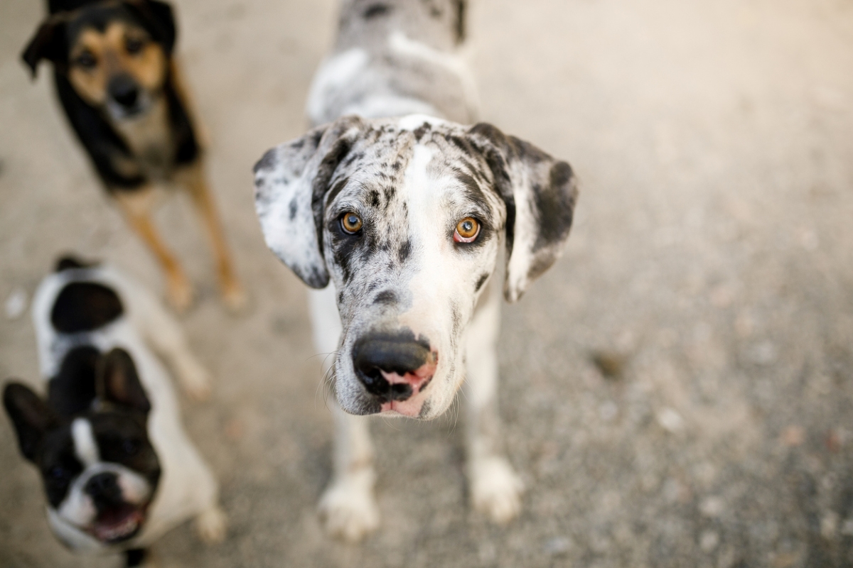 what to know about pet friendly apartments - great dane close up with dogs in background