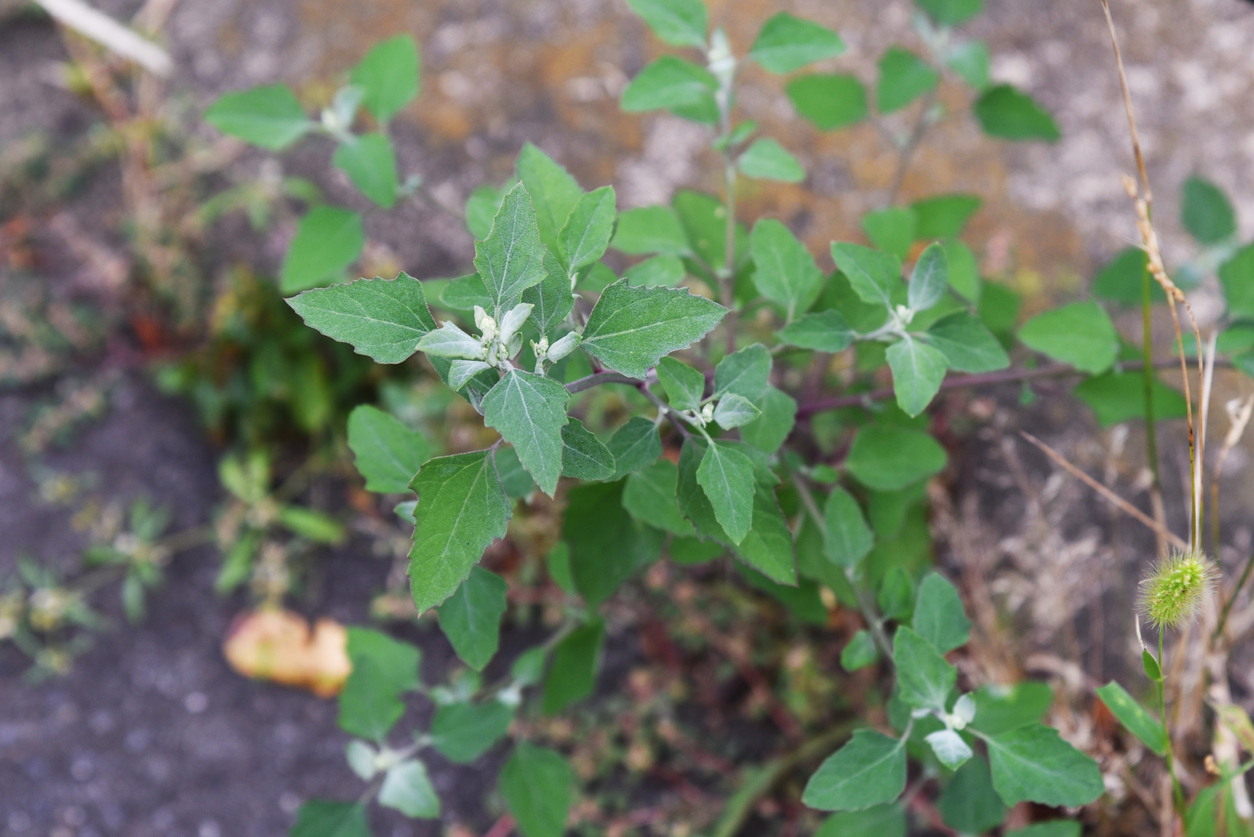lawn weeds lambs quarter