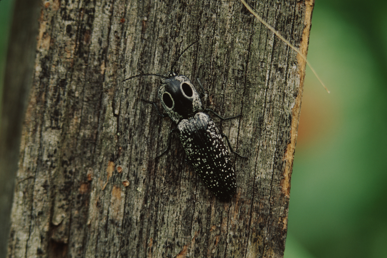 black and gray speckled eastern eyed click beetle on a tree trunk