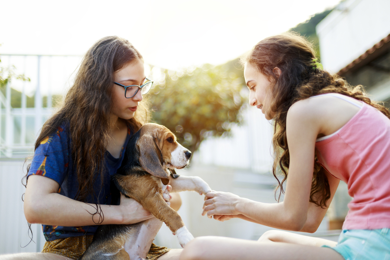 teenage girl holds her pet beagle dog while her sister cleans its paws outside