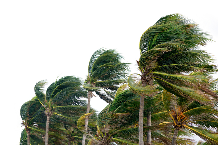 a-group-of-palm-trees-blowing-in-the-wind-against-a-white-background