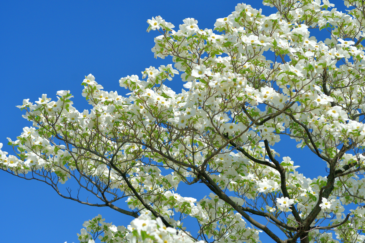 branches of flowering dogwood tree with white flowers against blue sky