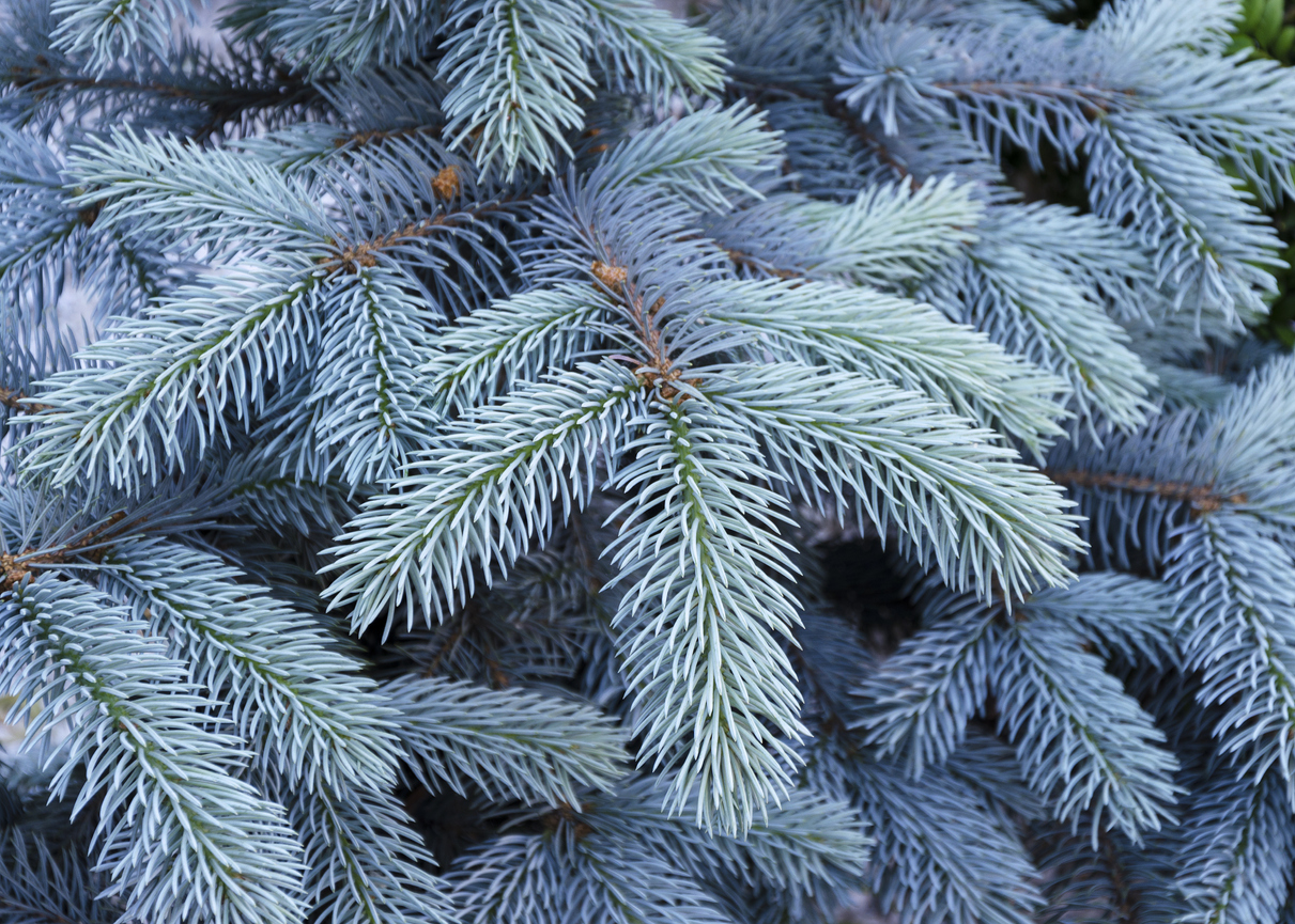 close view of green pine needles of blue spruce tree