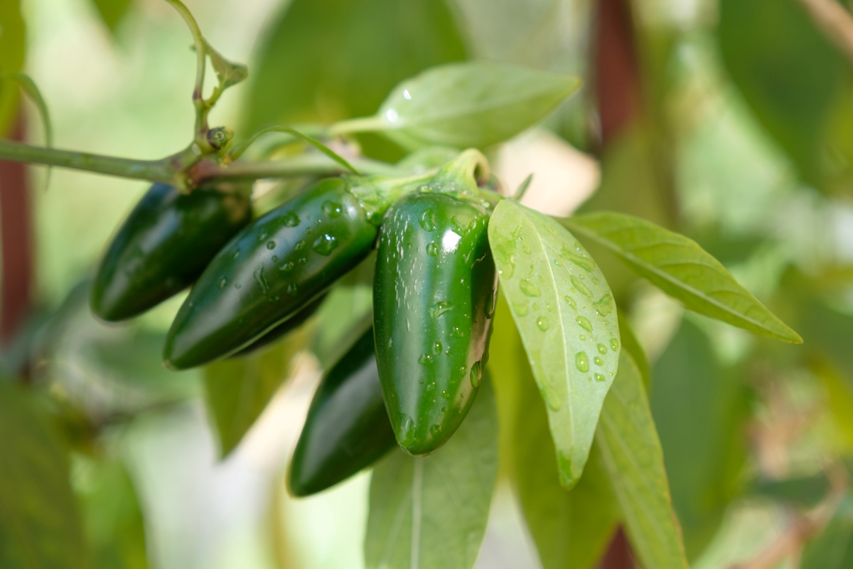 how to grow jalapenos - jalapeno plant with drops of water