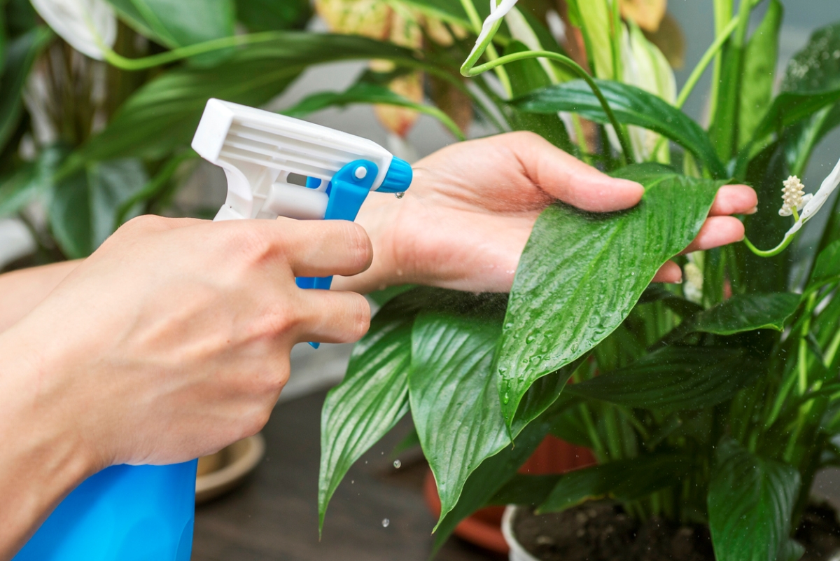uses for hydrogen peroxide - using spray bottle on plant leaves