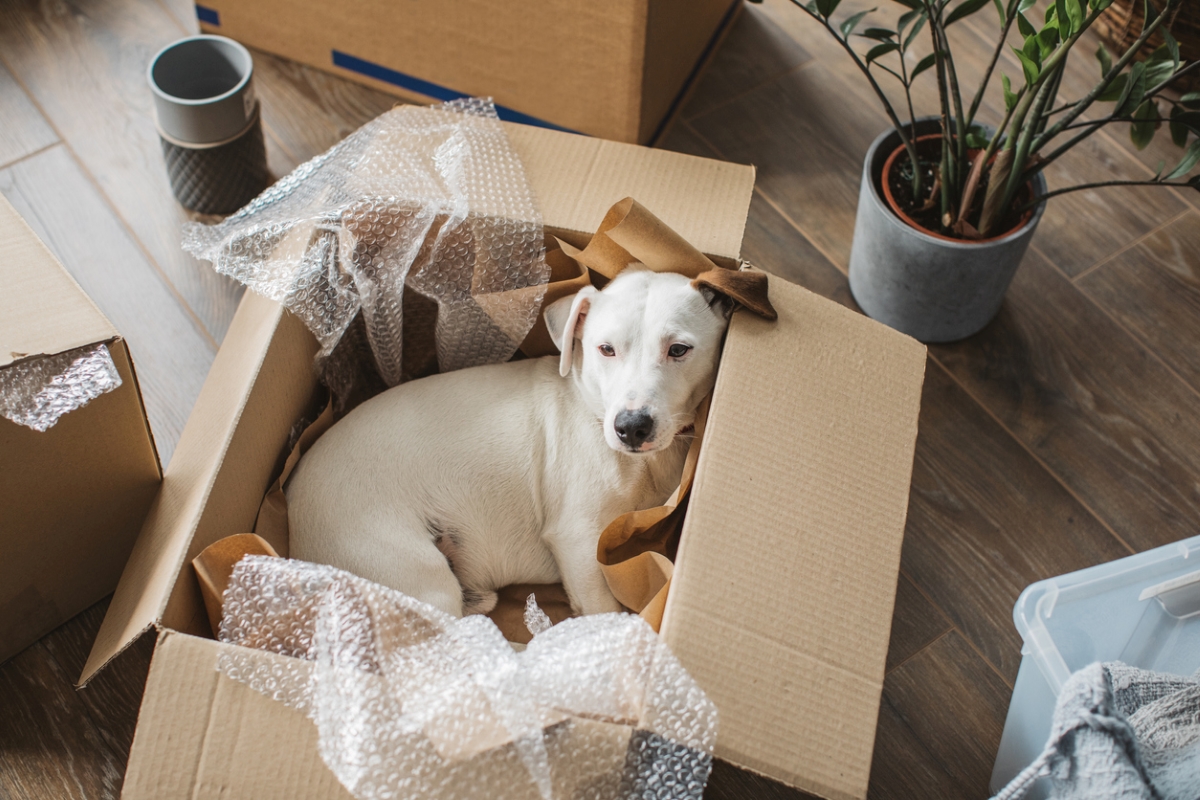 what to know about pet friendly apartments - white dog in open moving box