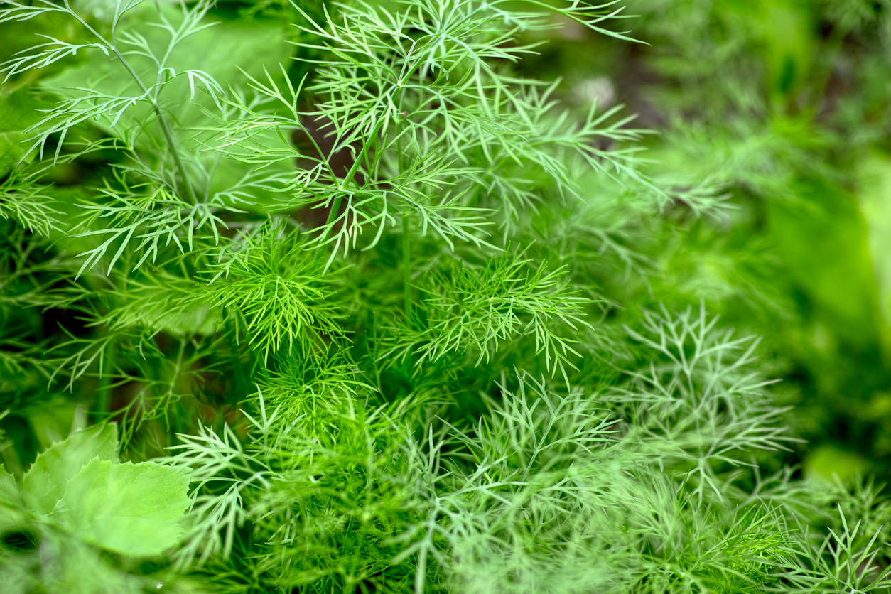 iStock-1321069404 pest proof garden dill plant growing outdoors