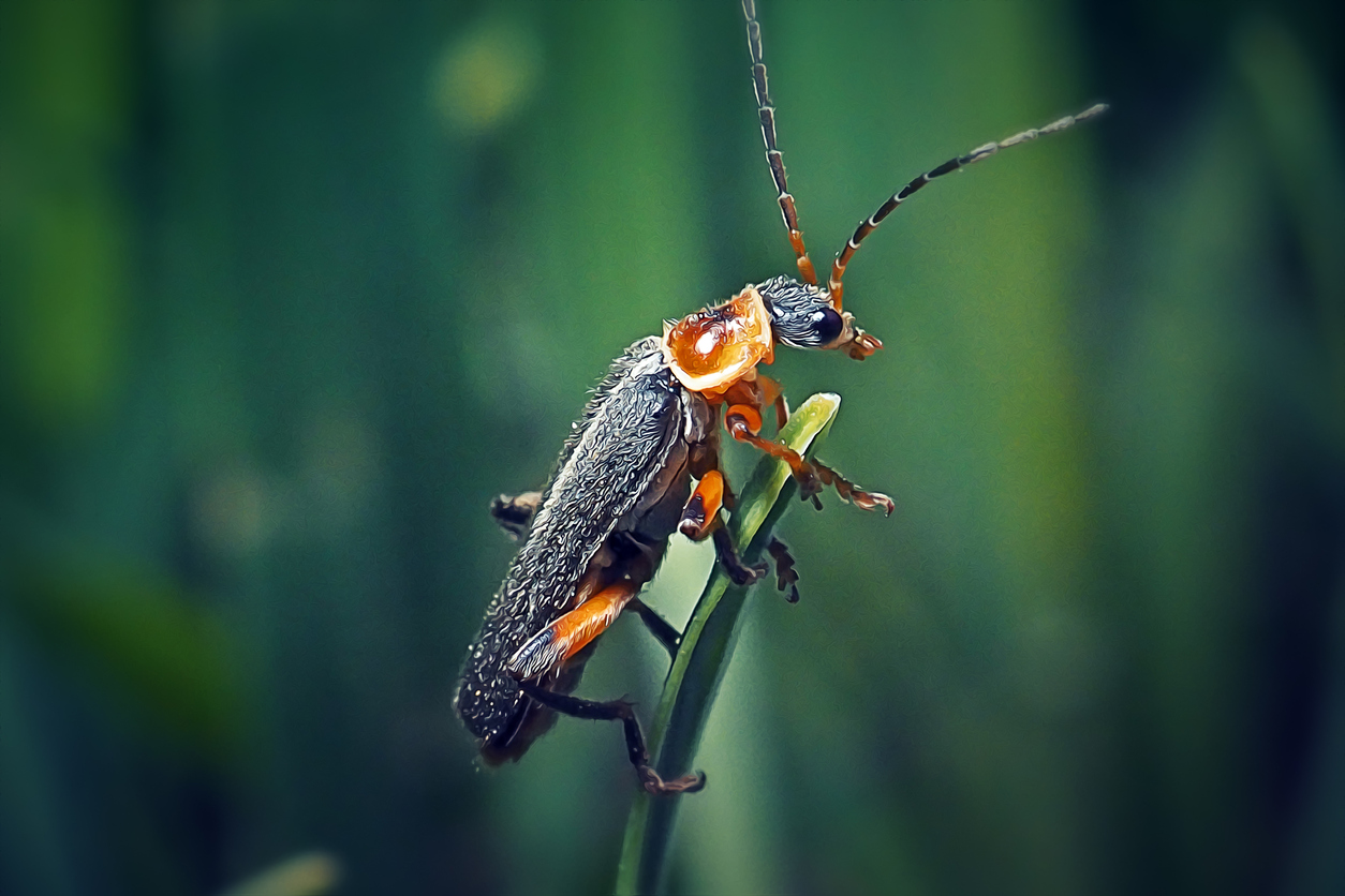 black and orange soldier beetle perched upright on blade of grass