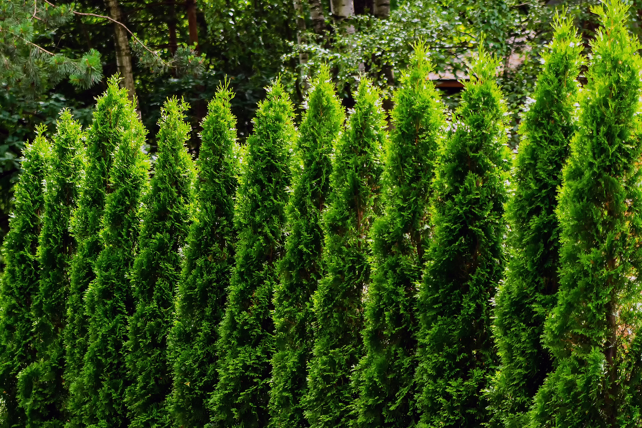 row of tall and pointy emerald green arborvitae trees