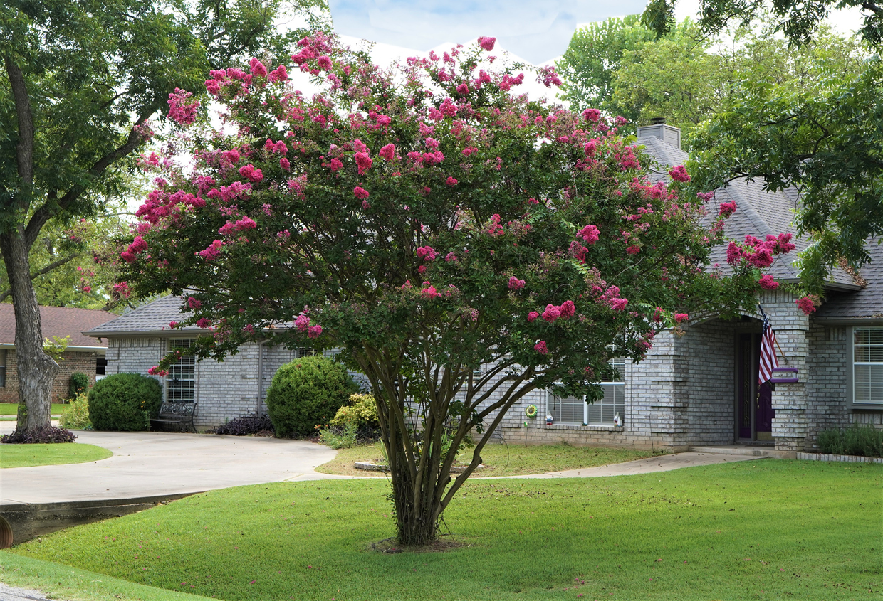 crape myrtle tree with pink flowers in front yard of stately suburban home